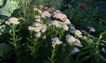 Pink Yarrow