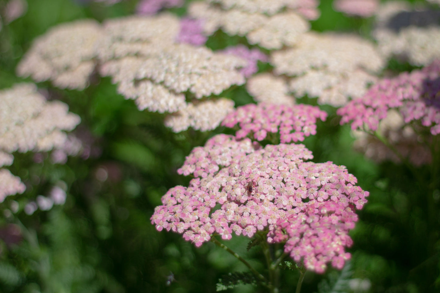 Pink Yarrow