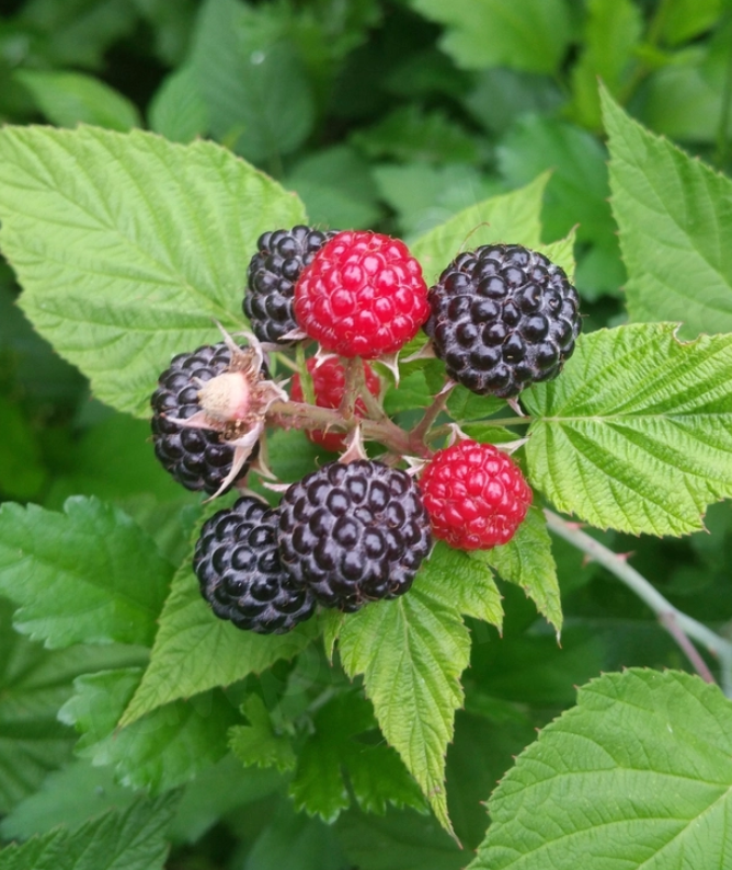 Raspberry ‘Black Jewel’ | Rubus occidentalis ‘Black Jewel’ – Nested ...