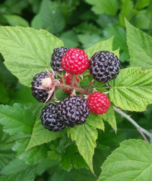 Raspberry ‘Black Jewel’