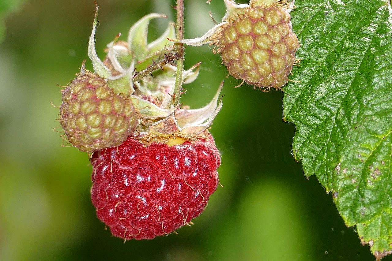 Raspberry (everbearing red) | Rubus idaeus – Nested Plant Studio