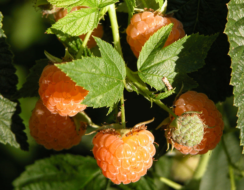 Raspberry ‘Fall Gold’ | Rubus idaeus ‘Fall Gold’ – Nested Plant Studio