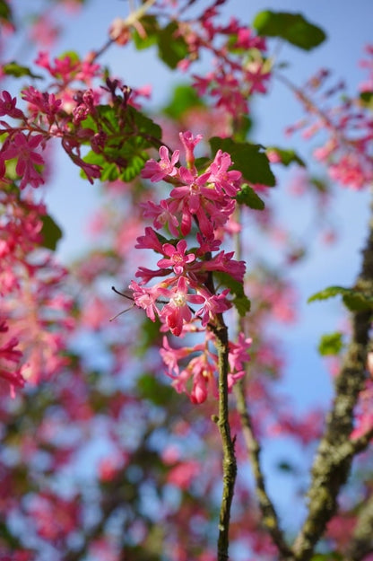 Currant Red Flowering