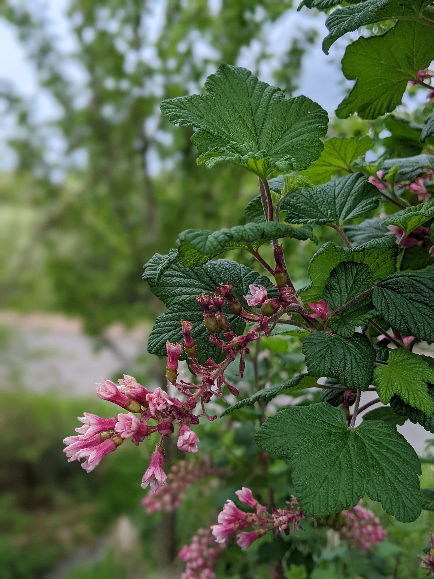 Currant Red Flowering