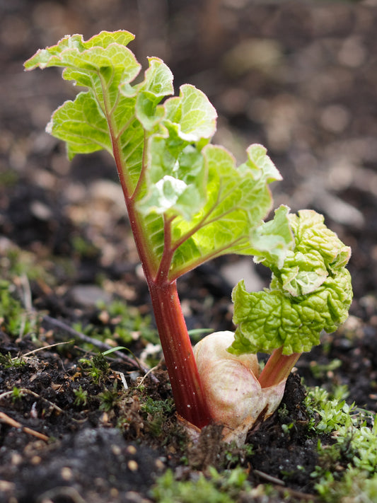 Rhubarb ‘Canada Red’