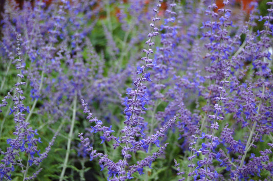 Russian Sage ‘Blue Steel’