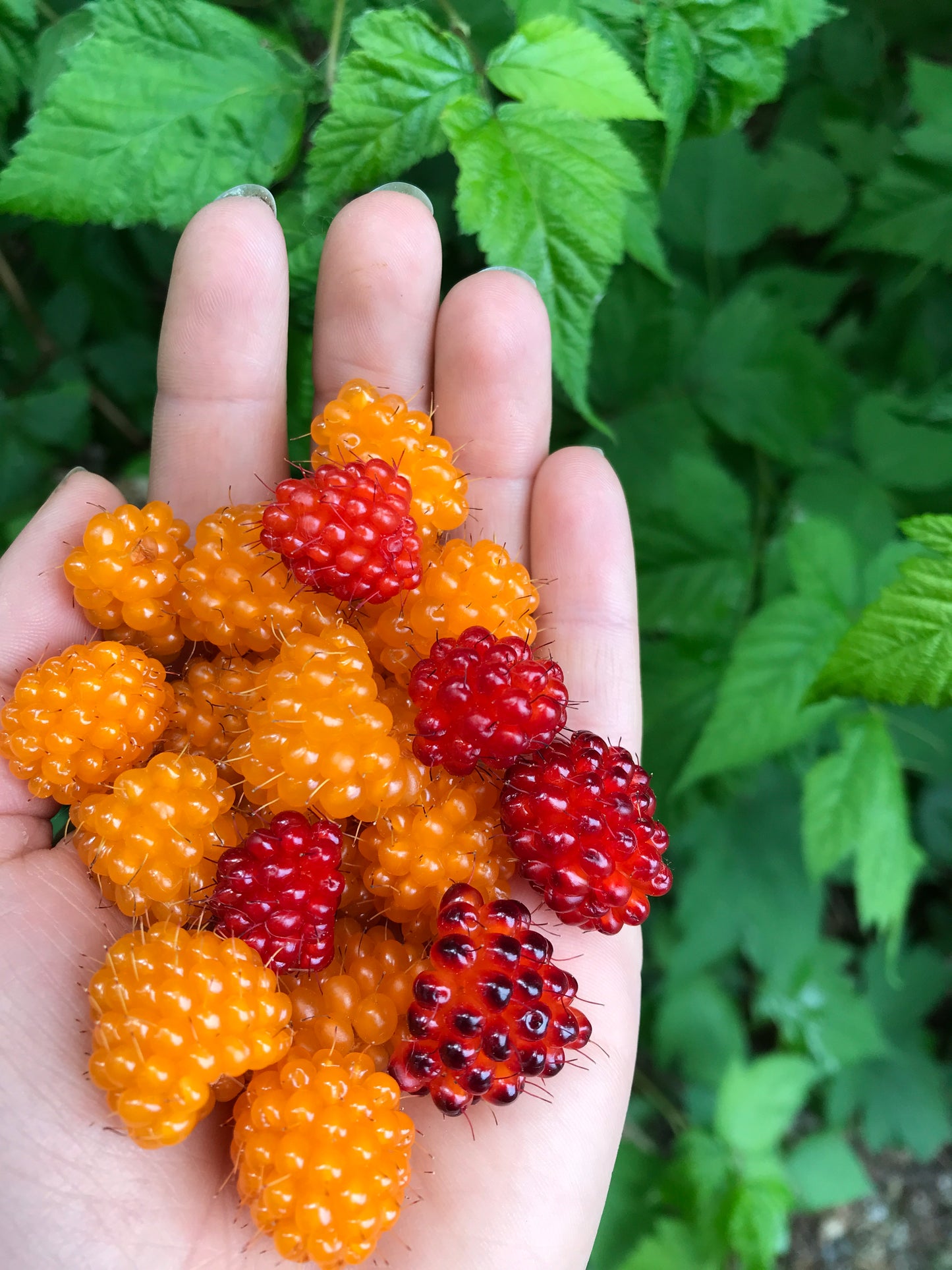 Salmonberry