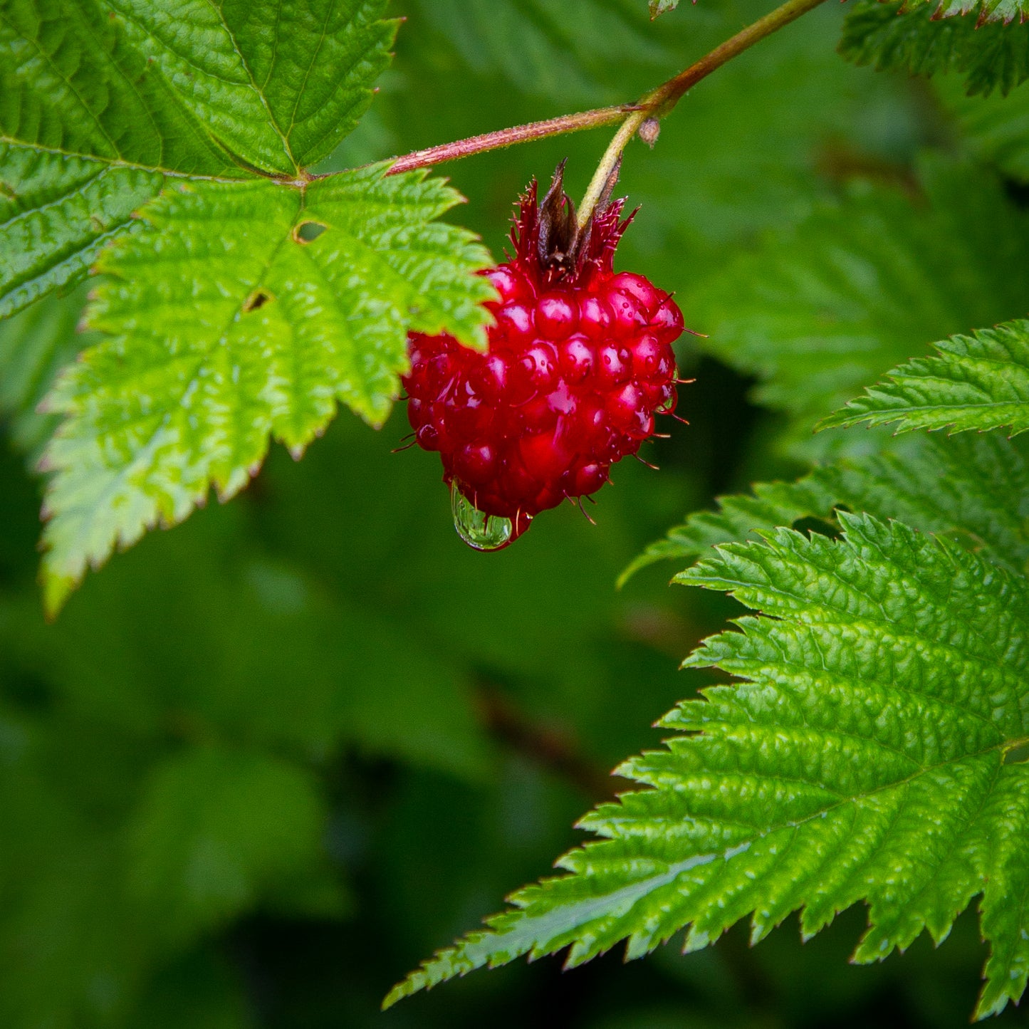 Salmonberry