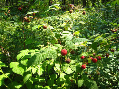 Salmonberry