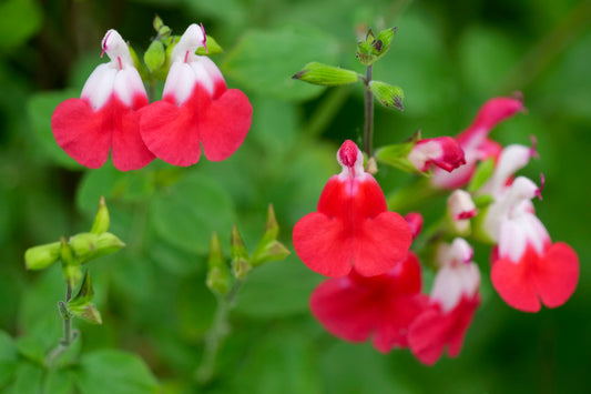 Salvia ‘Hot Lips’