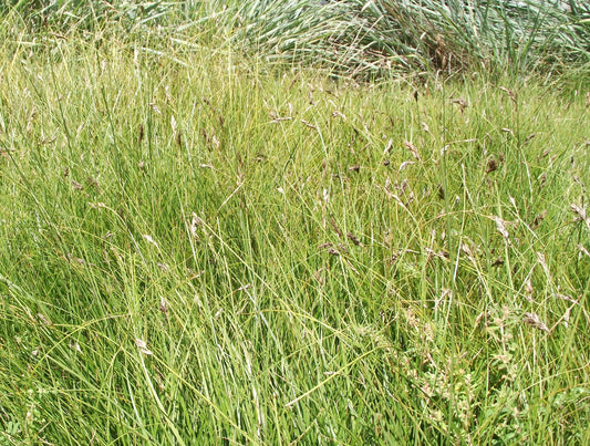 Sedge Sand Dune