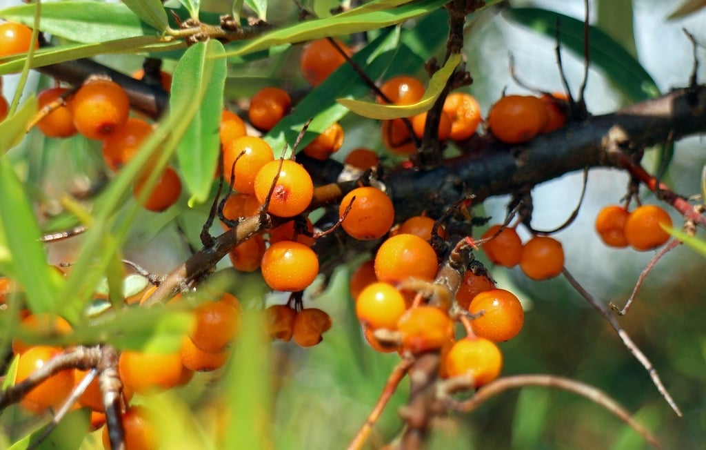 Sea Buckthorn ‘Hergo’ (female)