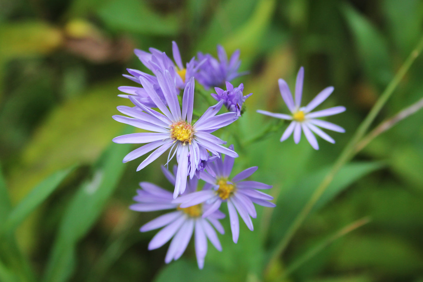 Smooth Blue Aster