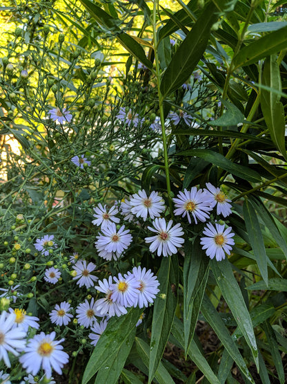 Smooth Blue Aster