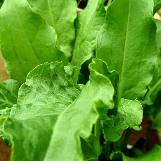 Sorrel ‘Blonde de Lyon’