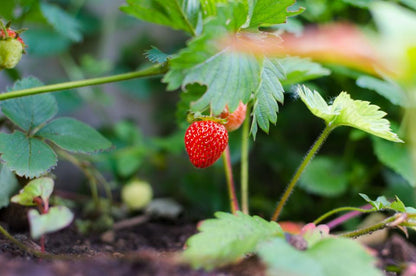 Strawberry - Surprise 3 Pack