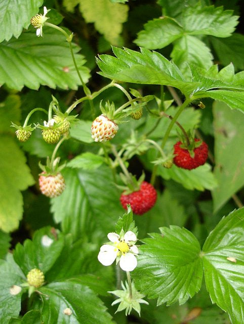 Strawberry Alpine ‘Alexandria’