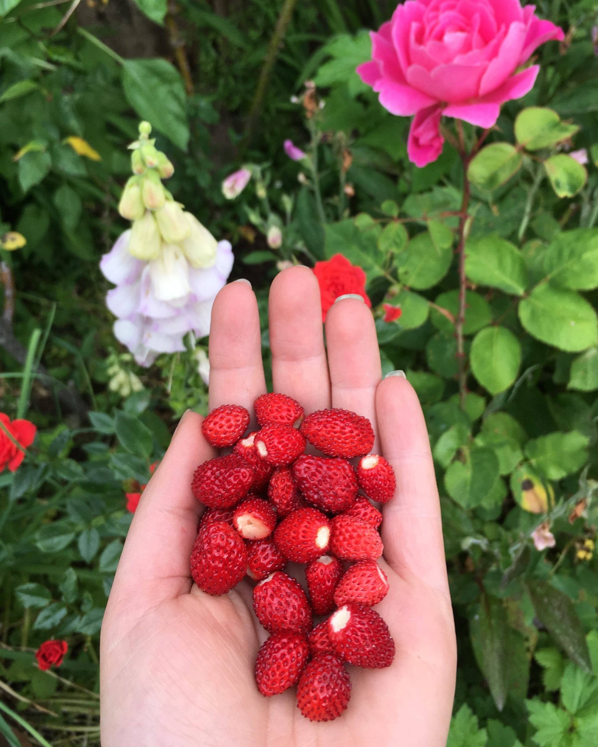 alexandria alpine strawberry seeds Strawberry Alpine 'Alexandria'