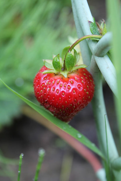 quinault strawberry seeds Strawberry Everbearing 'Quinault'