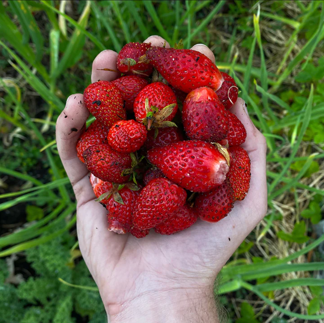 Strawberry - Surprise 3 Pack