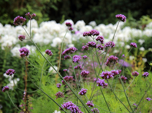 Tall Verbena