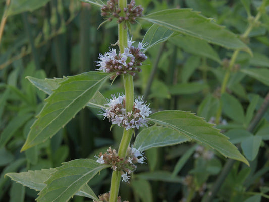 Mint Thai (Saranae)