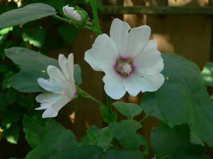 Tree Mallow ‘Barnsley’