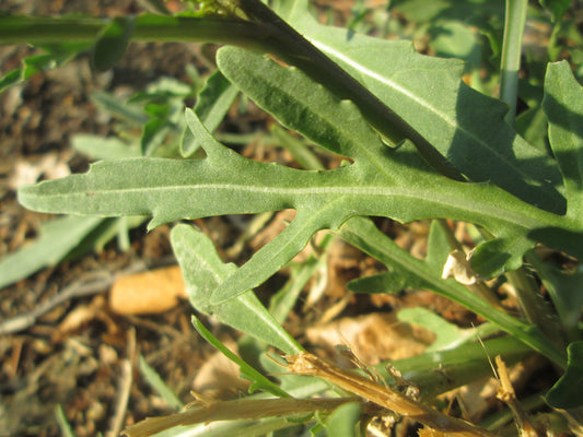 Wild Arugula