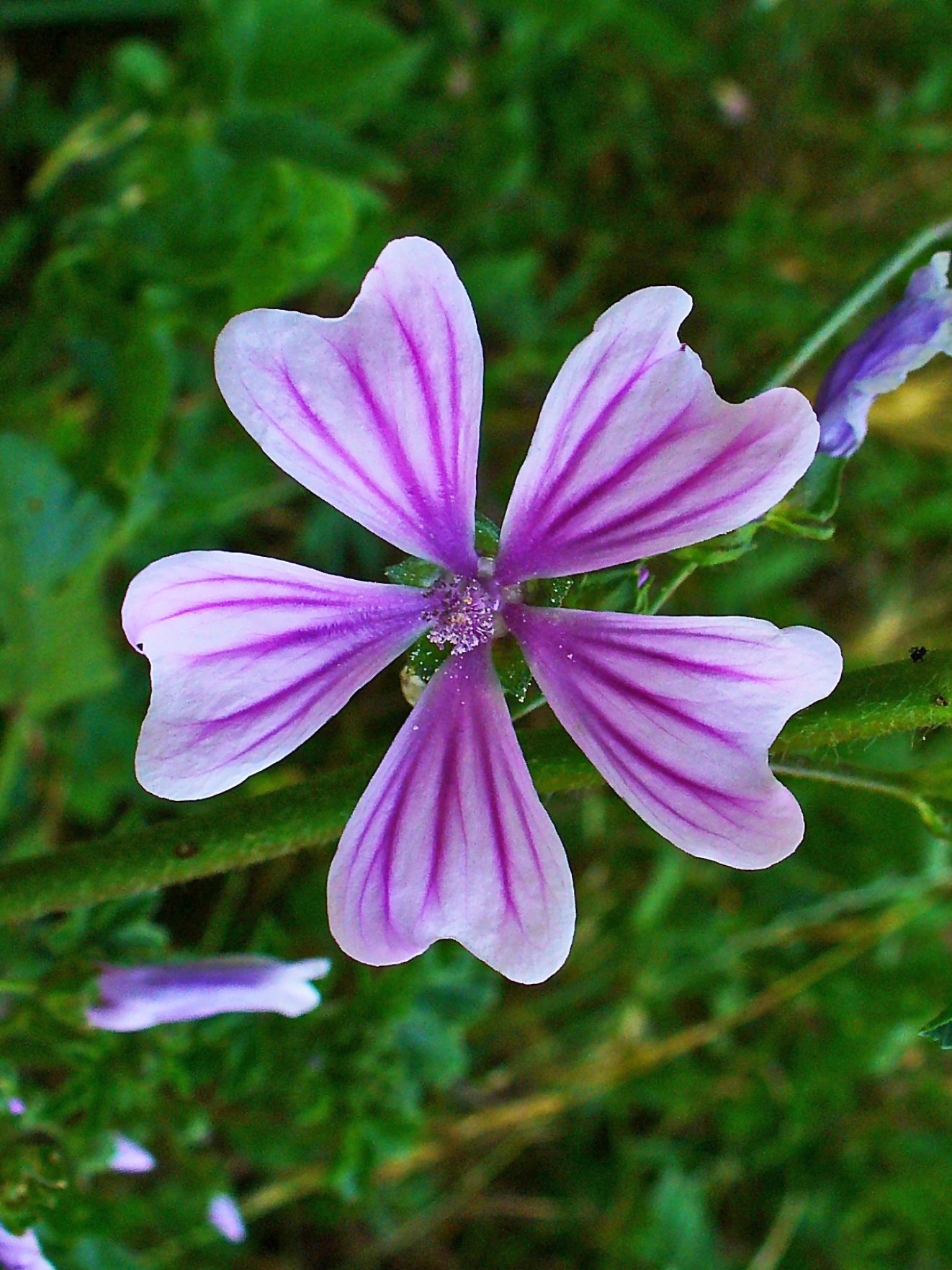 Zebra Mallow | Malva sylvestris var. mauritania ‘Zebrina’ – Nested ...